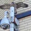 Six week old, newly fledged Peregrine Falcon (Falco peregrinus) perches on top of a camera at the University of Montreal, Montreal, Quebec, Canada